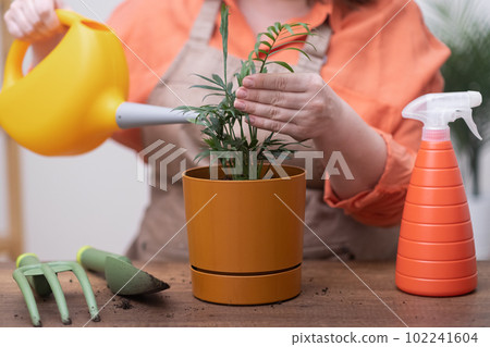 Home gardening, urban jungle and biophilic design concept, Woman replanting and watering Chamaedorea plant at home. Home gardening, urban jungle and biophilic design concept, Woman replanting and watering Chamaedorea plant at home. 102241604
