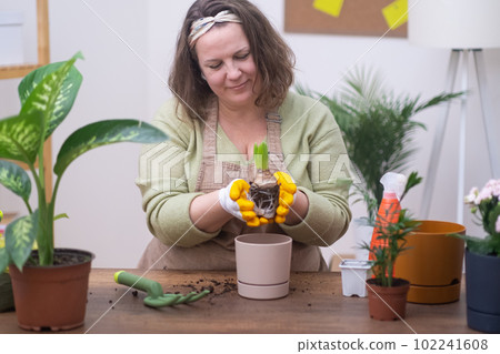 houseplants in spring planting hyacinth bulb to larger pot. Home gardening, repotting, plant care hobby concept.  102241608