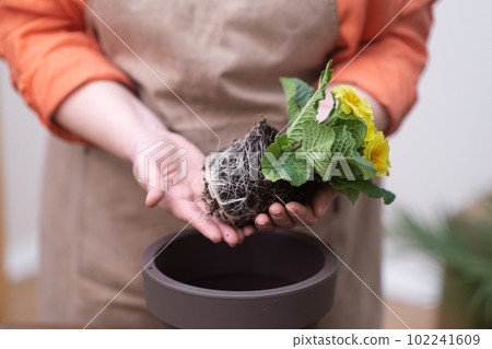 close up woman gardener hands holding primrose plant with visible root system preparing for repotting close up woman gardener hands holding primrose plant with visible root system preparing for repotting 102241609