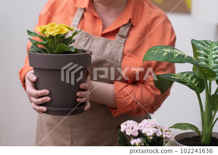 young gardener woman in apron holding pot with primrose yellow flower at home garden. Concept of hobby and leisure time  102241636