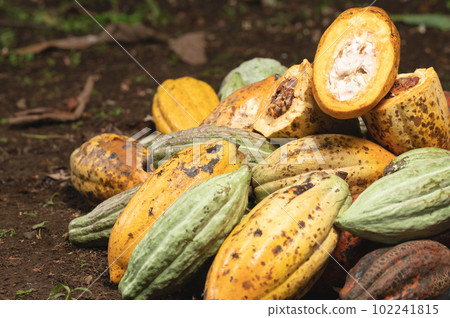 Stack of many cacao pods Stack of many cacao pods 102241815