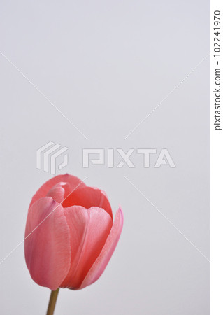 鬱金香 鬱金香 102241970