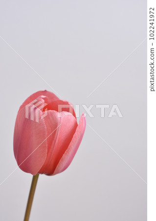 Tulip 102241972