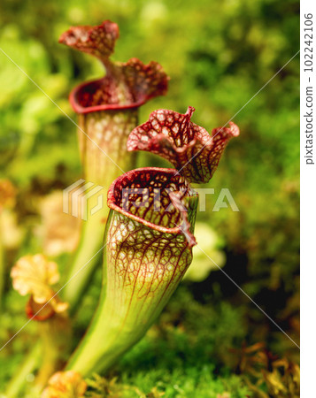 Sarracenia, commonly called trumpet pitcher. Colorful carnivorous pitcher plant. 102242106