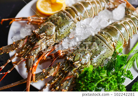 spiny lobster seafood on ice, fresh lobster or rock lobster with herb and spices lemon coriander parsley on background, raw spiny lobster for cooking food or seafood market spiny lobster seafood on ice, fresh lobster or rock lobster with herb and spices lemon coriander parsley on background, raw spiny lobster for cooking food or seafood market 102242281