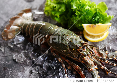 spiny lobster seafood on ice, fresh lobster or rock lobster with herb and spices lemon coriander parsley on background, raw spiny lobster for cooking food or seafood market spiny lobster seafood on ice, fresh lobster or rock lobster with herb and spices lemon coriander parsley on background, raw spiny lobster for cooking food or seafood market 102242282