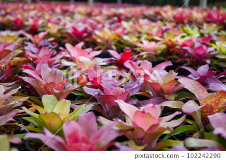 Bromeliad garden colorful of leaves  bromeliad flower blooming in nursery farm plant green house background , Aechmea fasciata 102242290