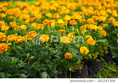 marigold flower blossom on the garden, flower yellow and orange marigold flowers for decorate garden marigold flower blossom on the garden, flower yellow and orange marigold flowers for decorate garden 102242304