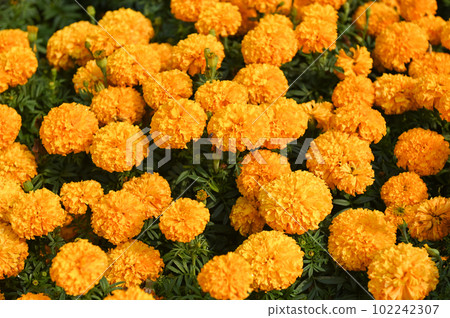 marigold flower blossom on the garden, flower yellow and orange marigold flowers for decorate garden 102242307
