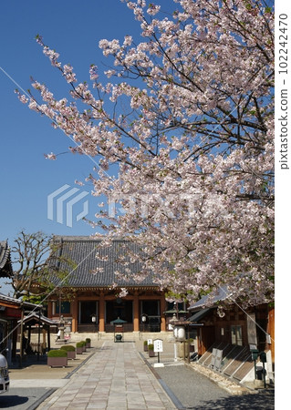 壬生的春天 102242470