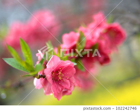 Peach blossoms blooming in March "Kanhi" 102242746