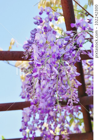 安井金平 102242800