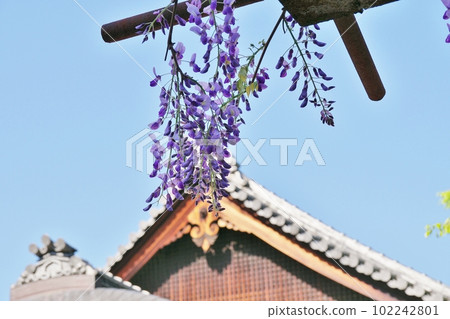 Yasui Konpira Yasui Konpira 102242801