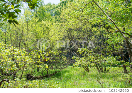 清新的綠色風景 Eco-image 北本自然公園 埼玉縣北本市 清新的綠色風景 Eco-image 北本自然公園 埼玉縣北本市 102242960