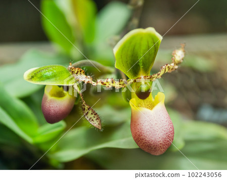 Close up photo of blooming Paphiopedilum Pinocchio. Beautiful orchid with green and red petals, endemic to Sumatra. Close up photo of blooming Paphiopedilum Pinocchio. Beautiful orchid with green and red petals, endemic to Sumatra. 102243056
