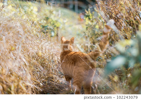 A cat adventuring in the grassland 102243079