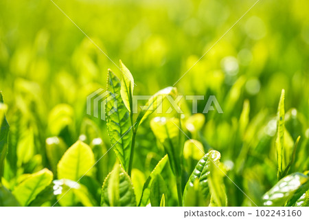 Japanese tea sprouts before picking and May sunshine Japanese tea sprouts before picking and May sunshine 102243160