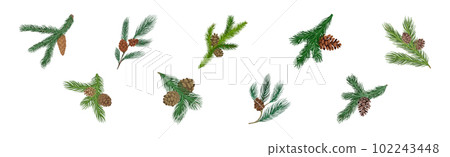 Coniferous Green Branch and Twig with Needles and Cone Vector Set 102243448