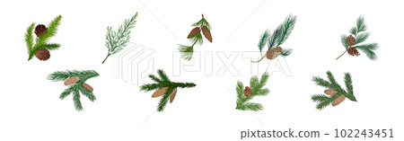 Coniferous Green Branch and Twig with Needles and Cone Vector Set 102243451