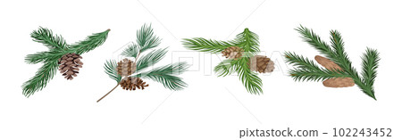 Coniferous Green Branch and Twig with Needles and Cone Vector Set 102243452