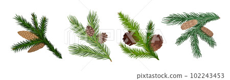 Coniferous Green Branch and Twig with Needles and Cone Vector Set 102243453