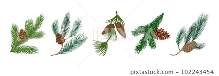 Coniferous Green Branch and Twig with Needles and Cone Vector Set 102243454