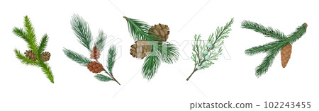 Coniferous Green Branch and Twig with Needles and Cone Vector Set 102243455
