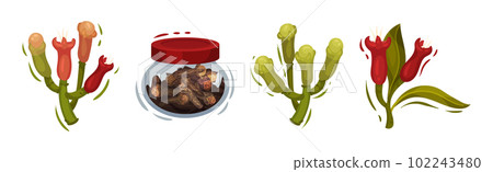 Clove Aromatic Flower and Dried Spice Vector Set Clove Aromatic Flower and Dried Spice Vector Set 102243480