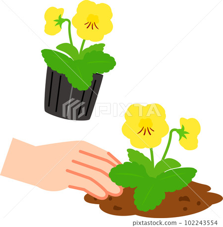 Planting flower seedlings, gardening 102243554