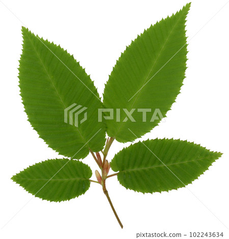 Young and many leaves of beech Young and many leaves of beech 102243634