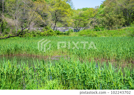 清新的綠色風景 自然觀察 北本自然公園 埼玉縣北本市 102243702