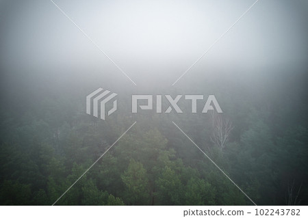 A stunning drone photo of a summer forest shrouded in thick fog. The mist creates a serene and tranquil setting, with an ethereal quality that enhances the natural beauty of the landscape. 102243782
