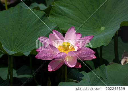 盛開的荷花 102243839