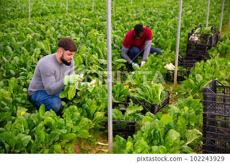 Hired workers harvest mangold in a greenhouse 102243929
