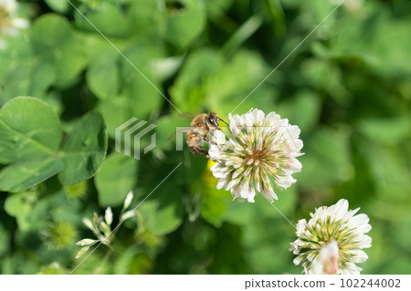 蜜蜂採蜜 102244002
