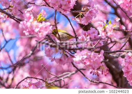 Kawazu櫻花盛開和mezzo 102244023