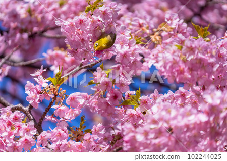 Kawazu cherry tree in full bloom and mezzo Kawazu cherry tree in full bloom and mezzo 102244025