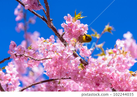 Kawazu櫻花盛開和mezzo 102244035