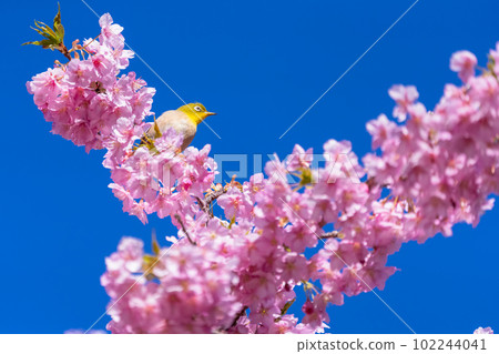 Kawazu櫻花盛開和mezzo 102244041