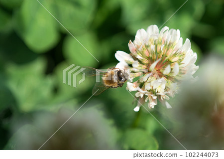 蜜蜂採蜜 蜜蜂採蜜 102244073