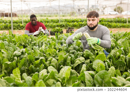 Portrait of man horticulturist picking mangold in greenhouse 102244604