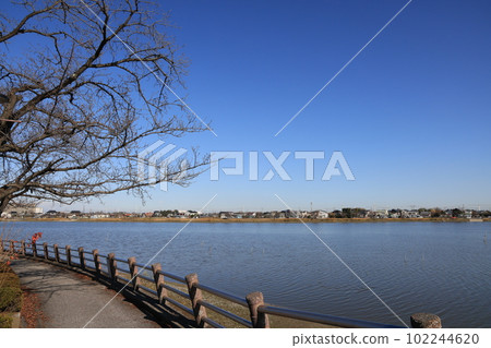 Scenery of Isanuma in early spring in Kawagoe City, Saitama Prefecture 102244620