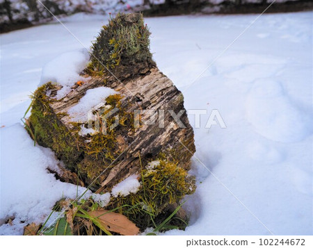 長滿苔蘚的原木從雪中伸出來早春雪國3 102244672