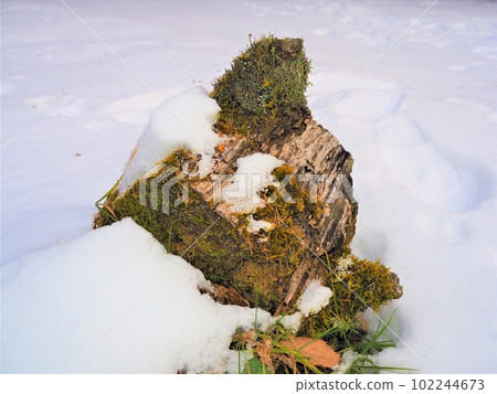 長滿苔蘚的原木從雪中伸出來早春雪國4 長滿苔蘚的原木從雪中伸出來早春雪國4 102244673