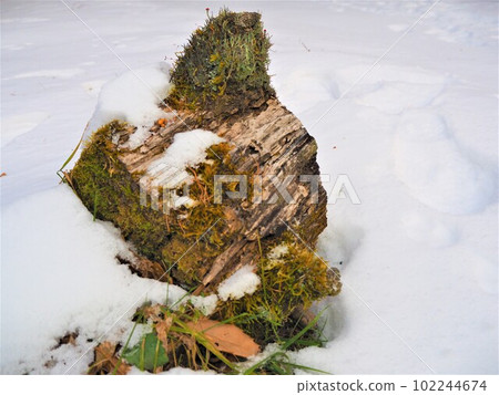 長滿苔蘚的原木從雪中伸出來早春雪國5 長滿苔蘚的原木從雪中伸出來早春雪國5 102244674