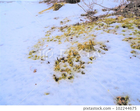 苔蘚從雪中伸出 早春解凍季節 1 苔蘚從雪中伸出 早春解凍季節 1 102244675