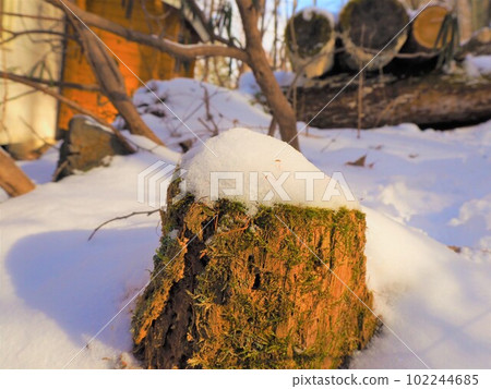 長滿苔蘚的原木從雪中伸出來早春雪國10 長滿苔蘚的原木從雪中伸出來早春雪國10 102244685