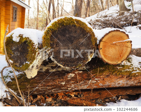 長滿苔蘚的原木從雪中伸出來早春雪國11 長滿苔蘚的原木從雪中伸出來早春雪國11 102244686