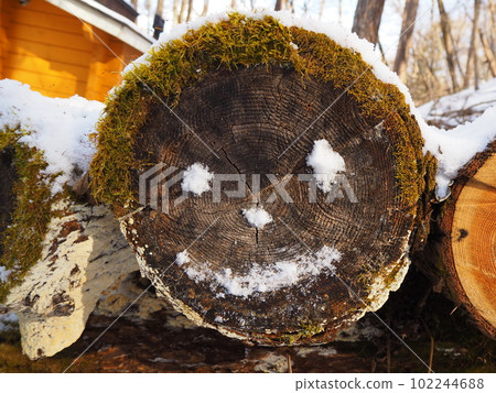 A moss-covered smiling log covered in snow Snow country in early spring 102244688
