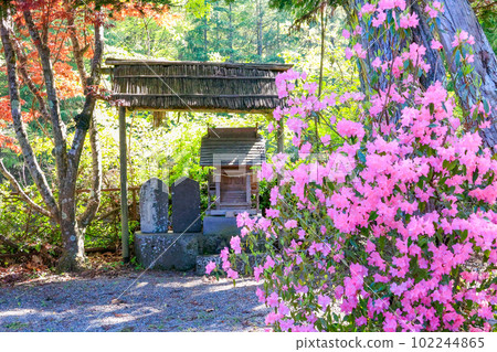 杜鵑花和神社 杜鵑花和神社 102244865